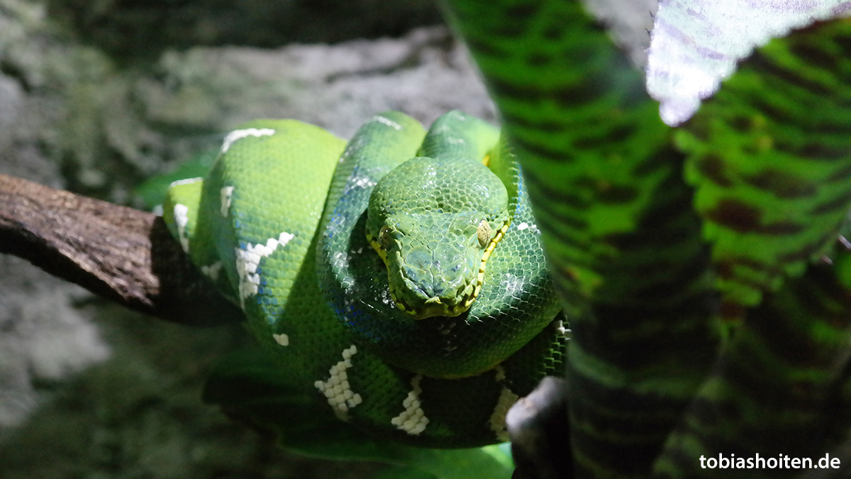 Tierpark Hagenbeck Tropenaquarium Tobias Hoiten