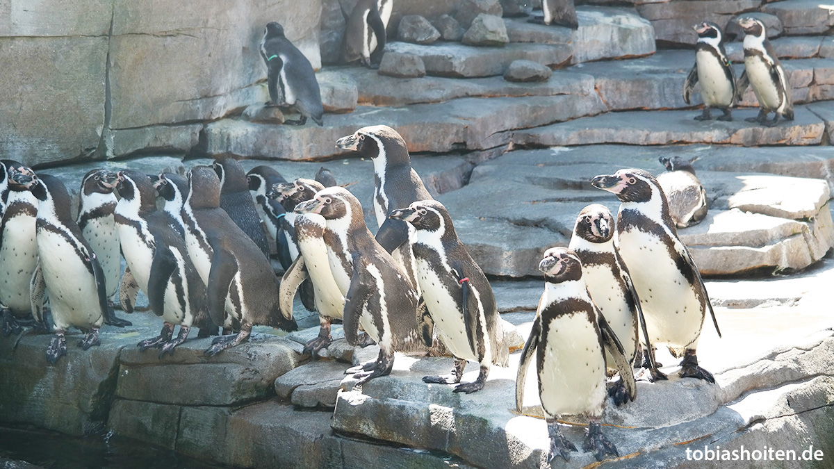 Tierpark Hagenbeck Tobias Hoiten