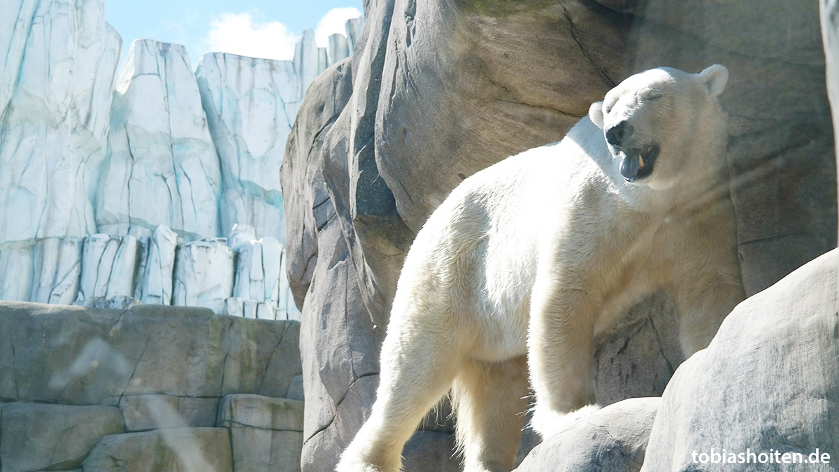 Tierpark Hagenbeck Eisbär Tobias Hoiten