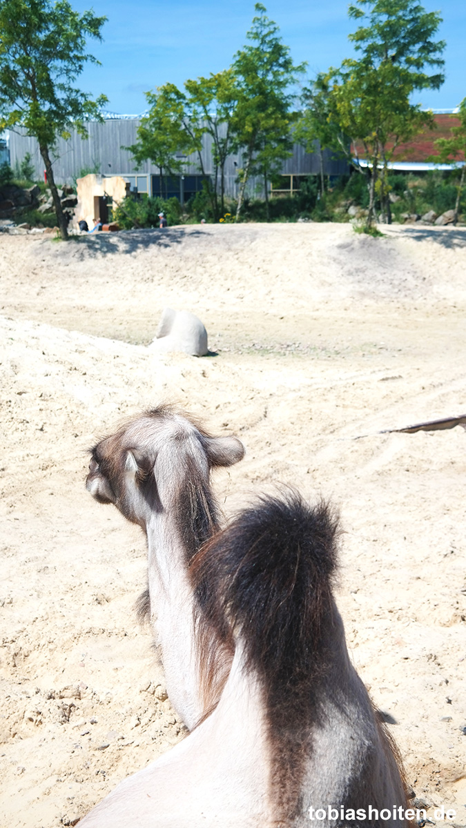 Wildlands Adventure Zoo Emmen Tobias Hoiten