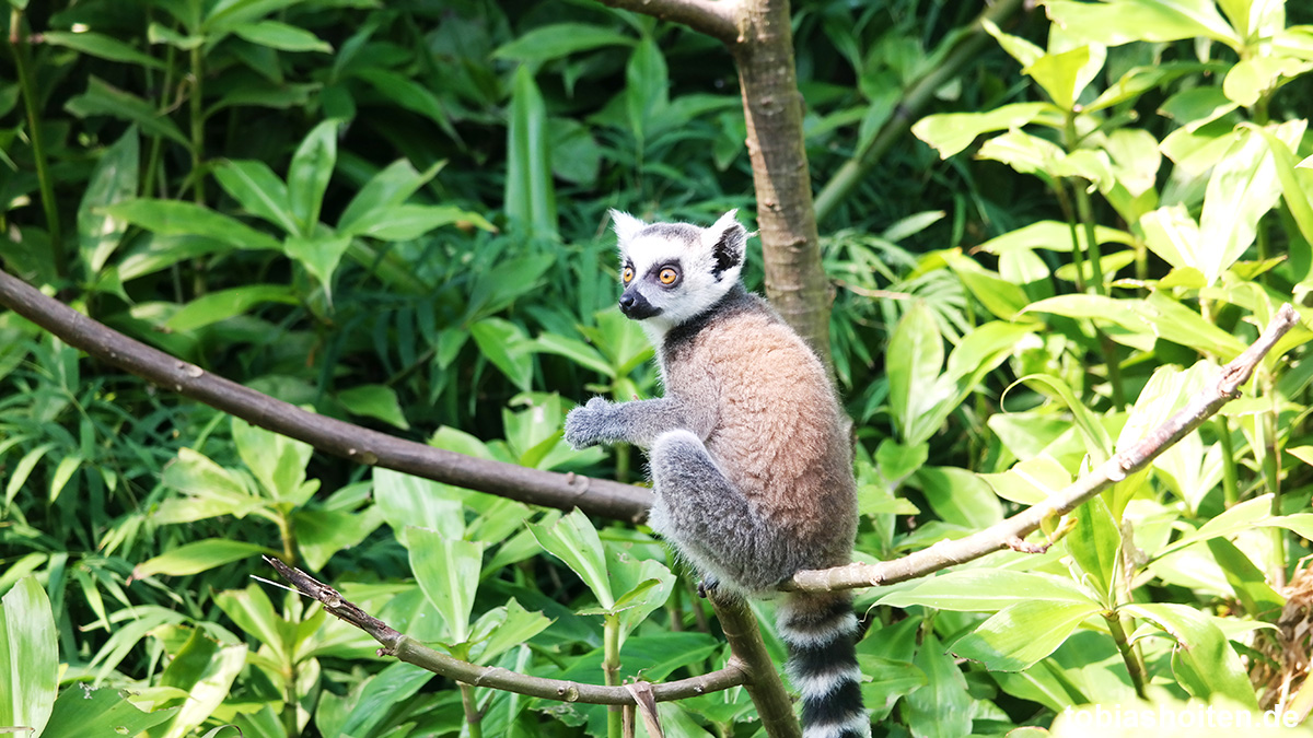 Wildlands Adventure Zoo Emmen Tobias Hoiten