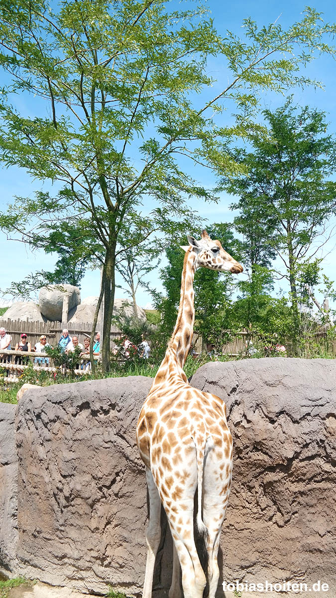 Wildlands Adventure Zoo Emmen Tobias Hoiten