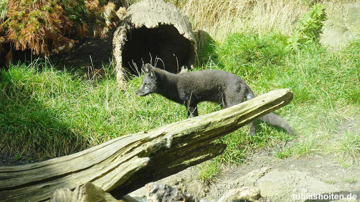 bremerhaven-zoo-am-meer-tobias-hoiten