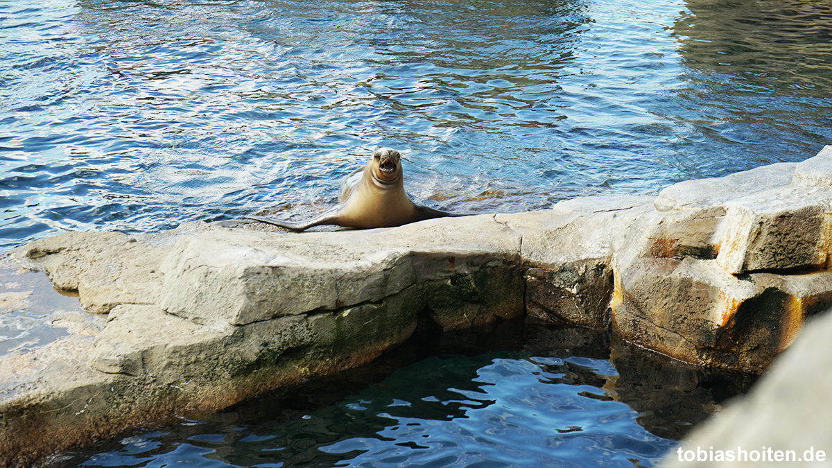 bremerhaven-zoo-am-meer-tobias-hoiten