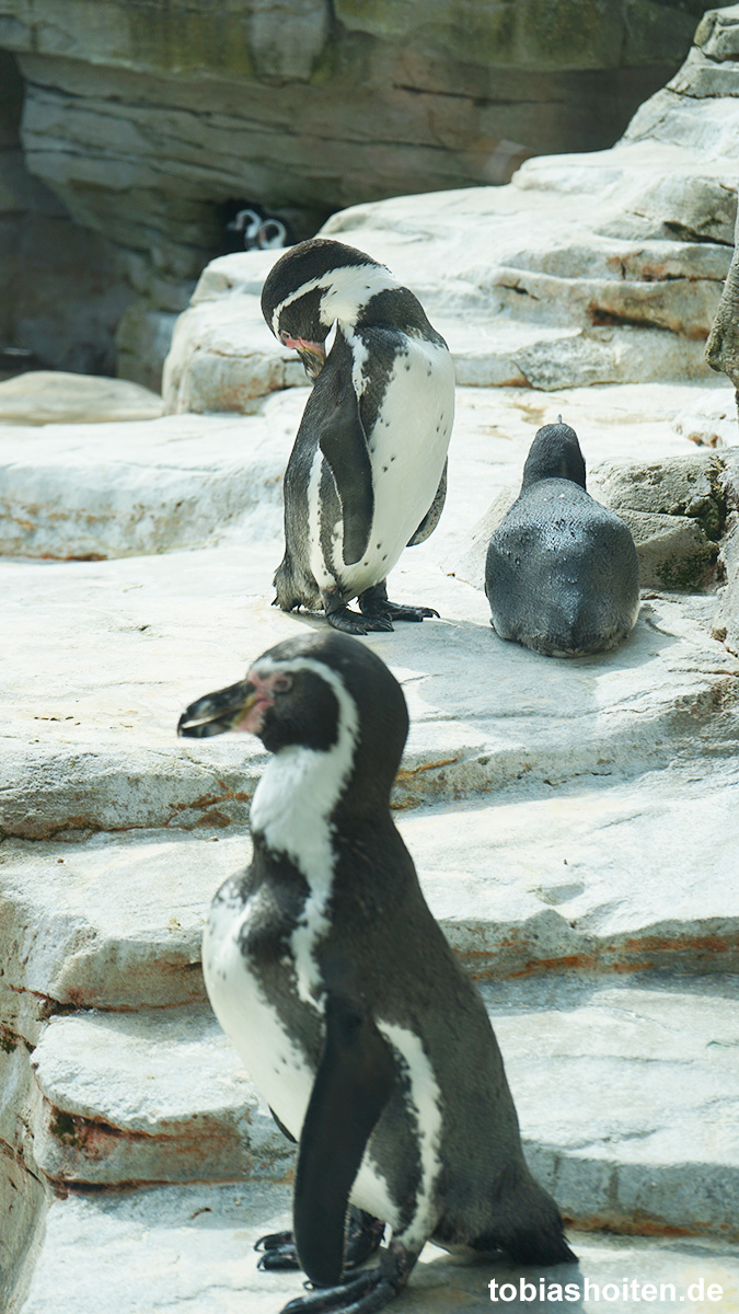 bremerhaven-zoo-am-meer-tobias-hoiten