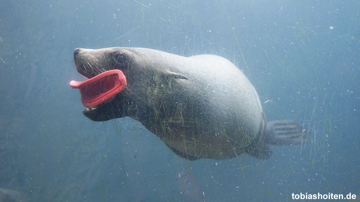 bremerhaven-zoo-am-meer-tobias-hoiten-7