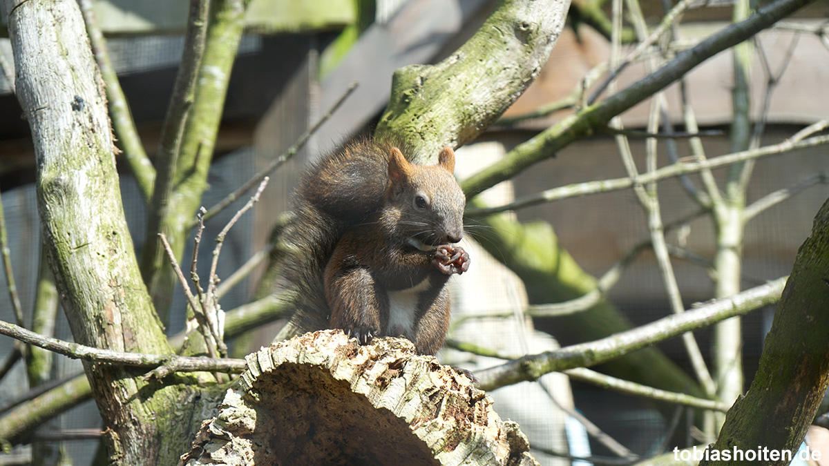 bremerhaven-zoo-am-meer-tobias-hoiten