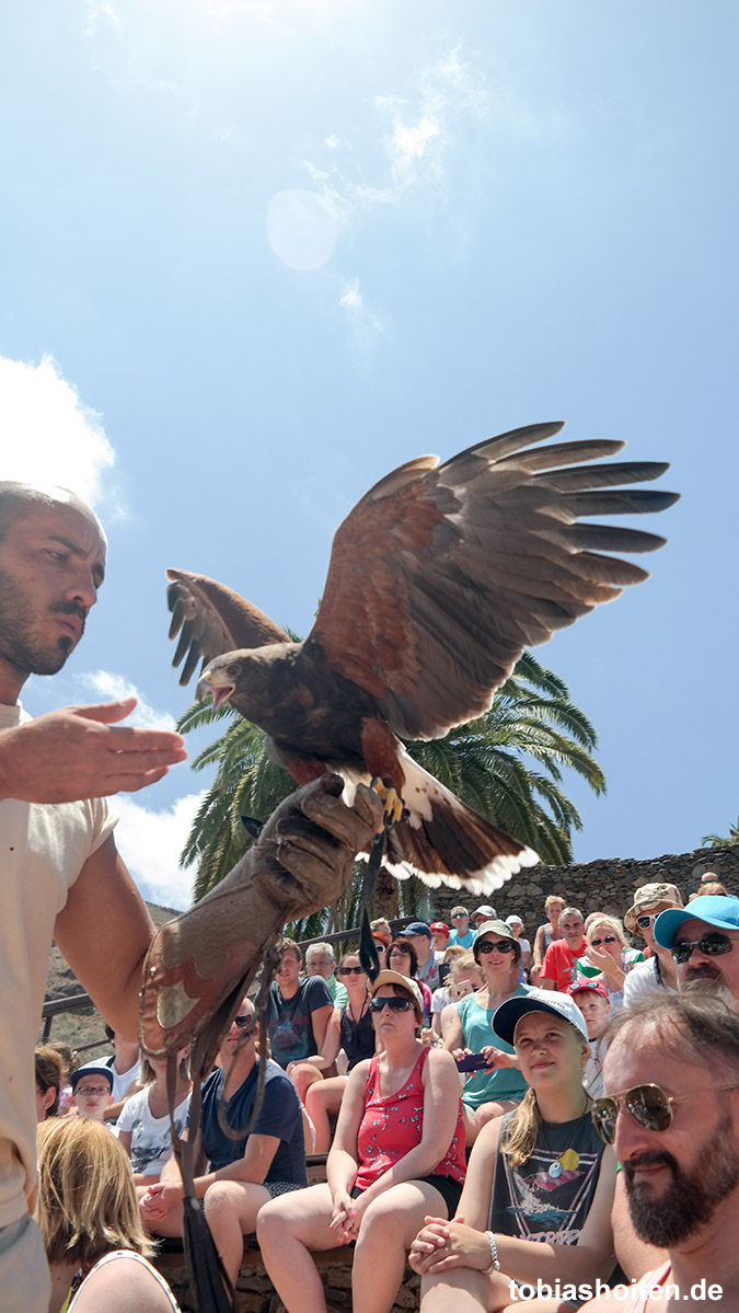 Palmitos Park Gran Canaria Greifvögel Show 