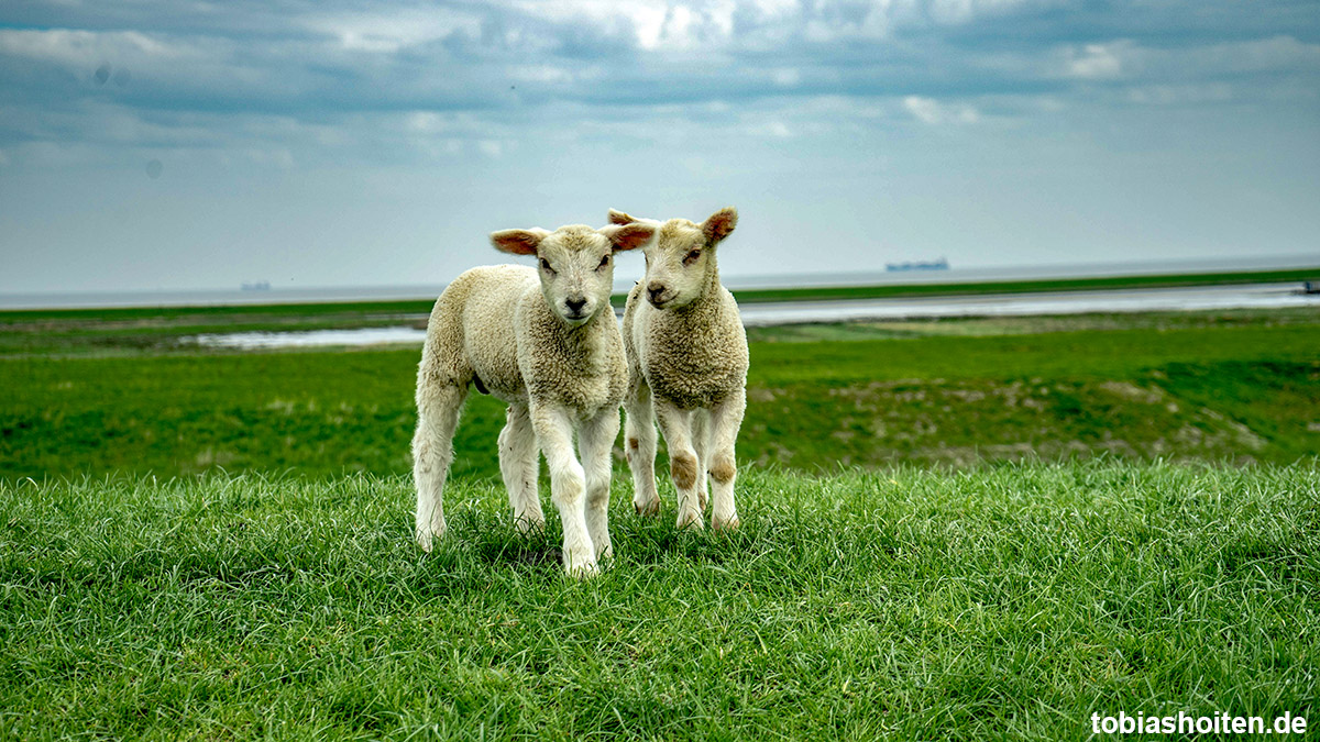 die-nordsee-kleine-auszeit-tobias-hoiten-4