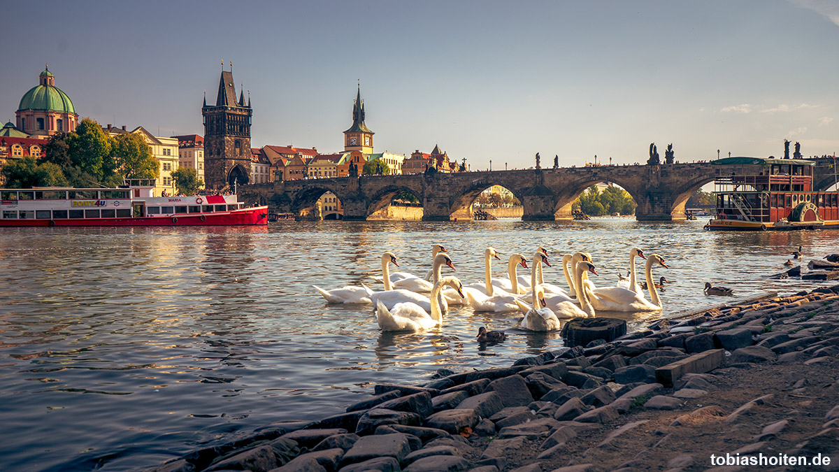 prag-1-tag-schwan-tobias-hoiten