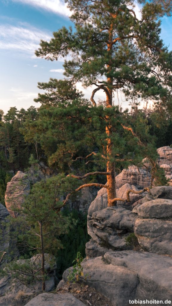 naturhaeuschen-ferienhaus-im-wald-tobias-hoiten-2