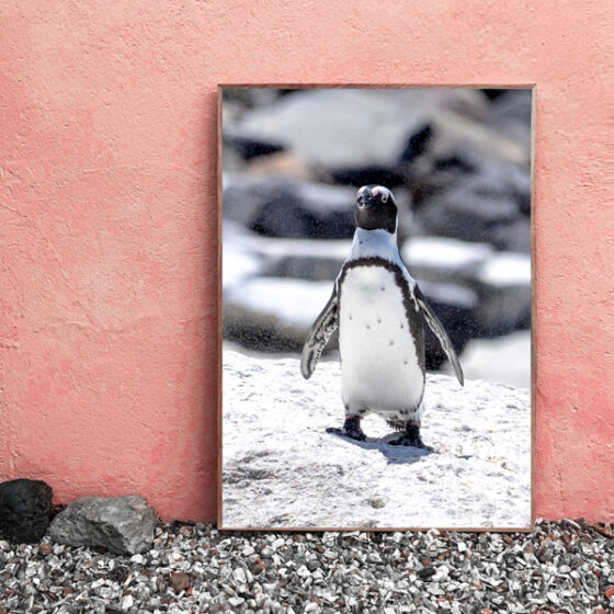 wandbild-pinguin-tobias-hoiten-3