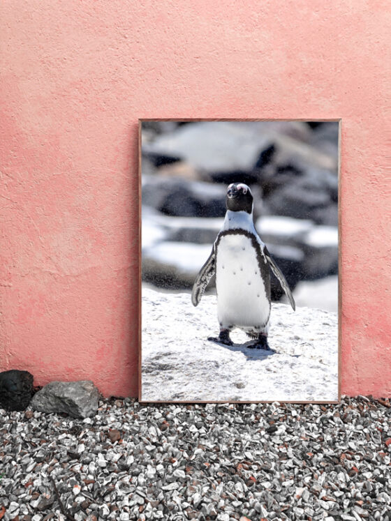 wandbild-pinguin-tobias-hoiten-3