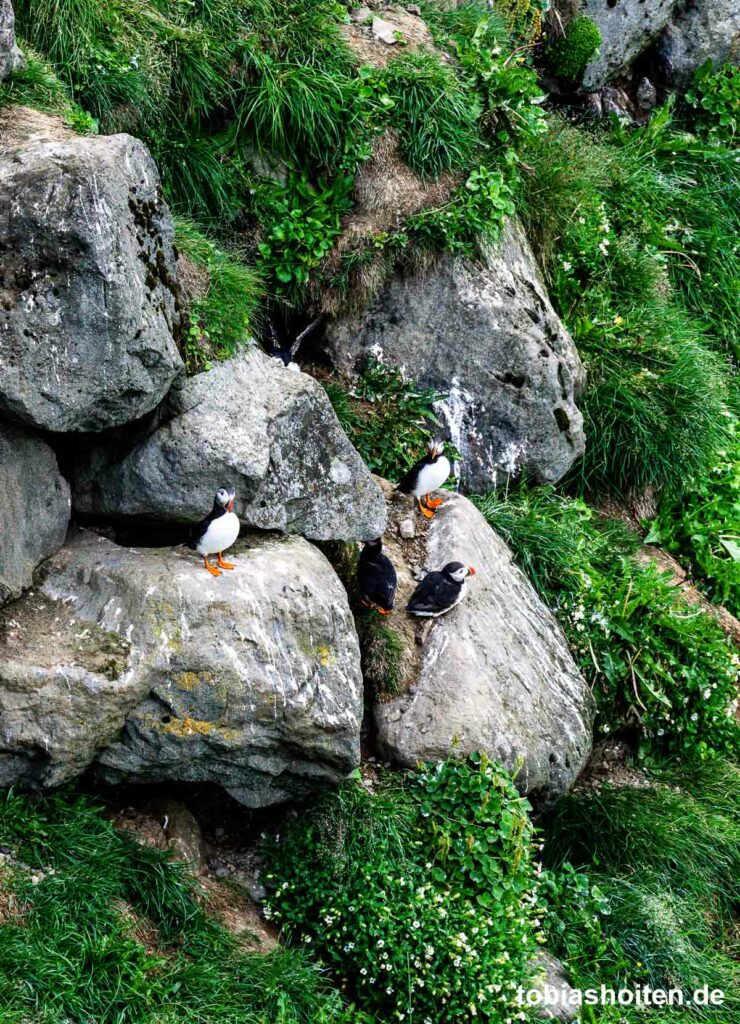 papageientaucher-auf-island-fotografieren-tobias-hoiten-4