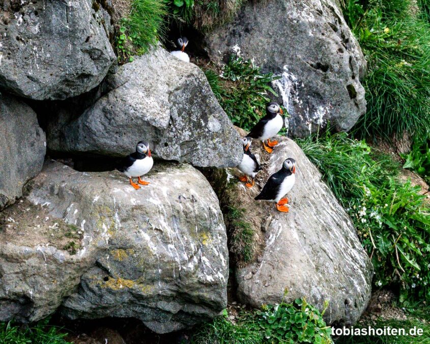 papageientaucher-auf-island-fotografieren-tobias-hoiten-6