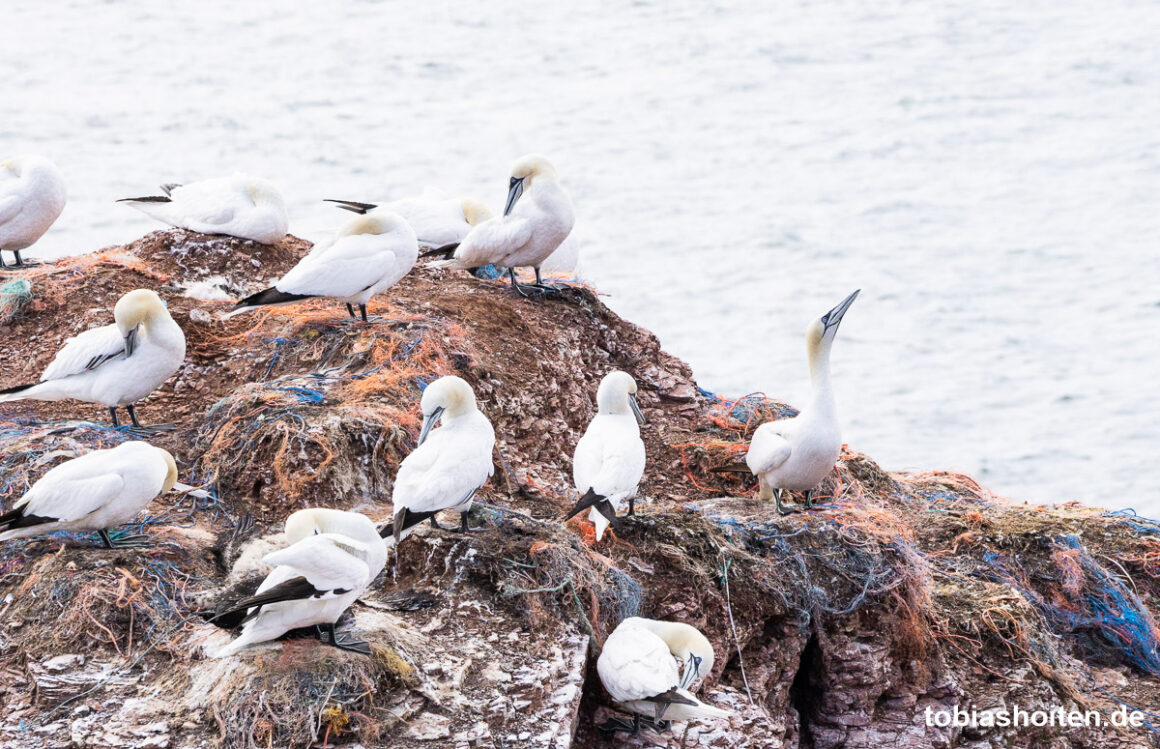 basstoelpel-auf-helgoland-tobias-hoiten-1