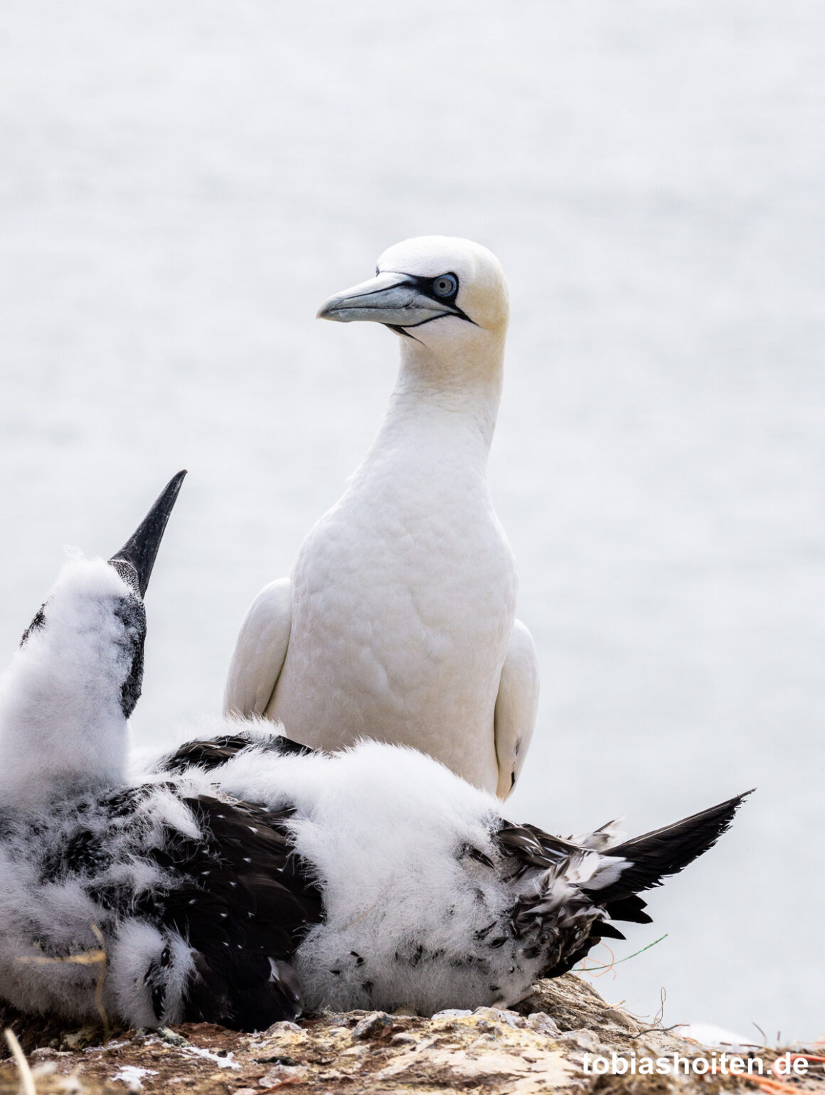 basstoelpel-auf-helgoland-tobias-hoiten-5