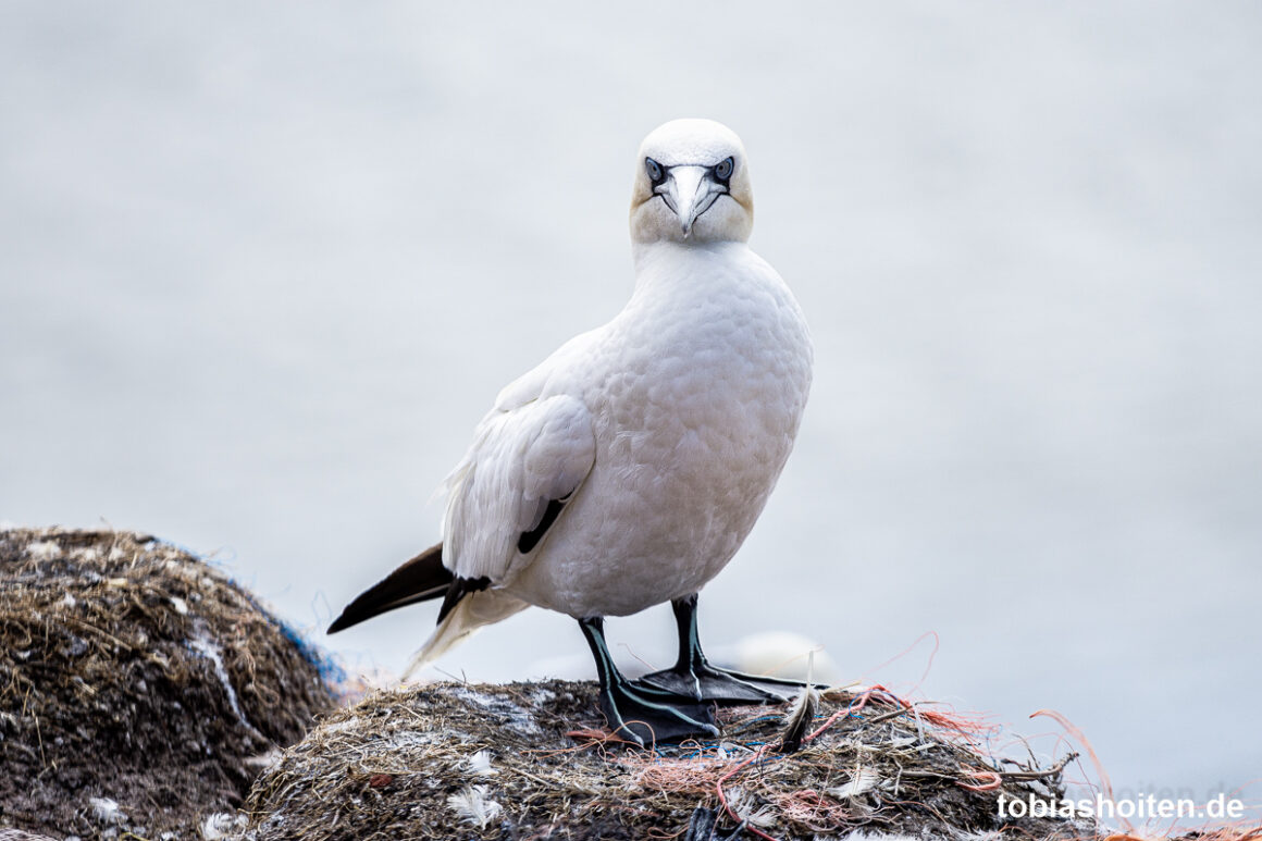 basstoelpel-auf-helgoland-tobias-hoiten-7