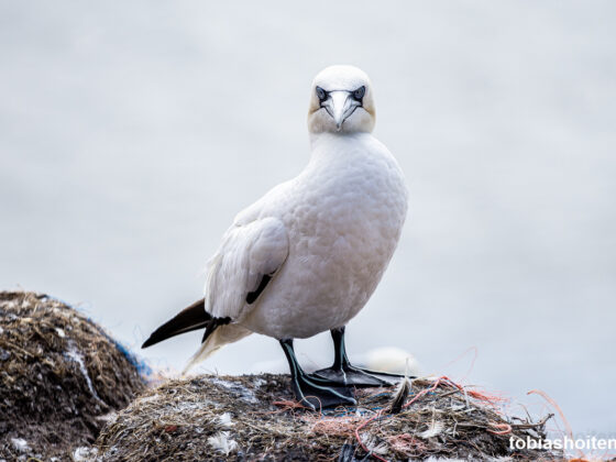 basstoelpel-auf-helgoland-tobias-hoiten-7