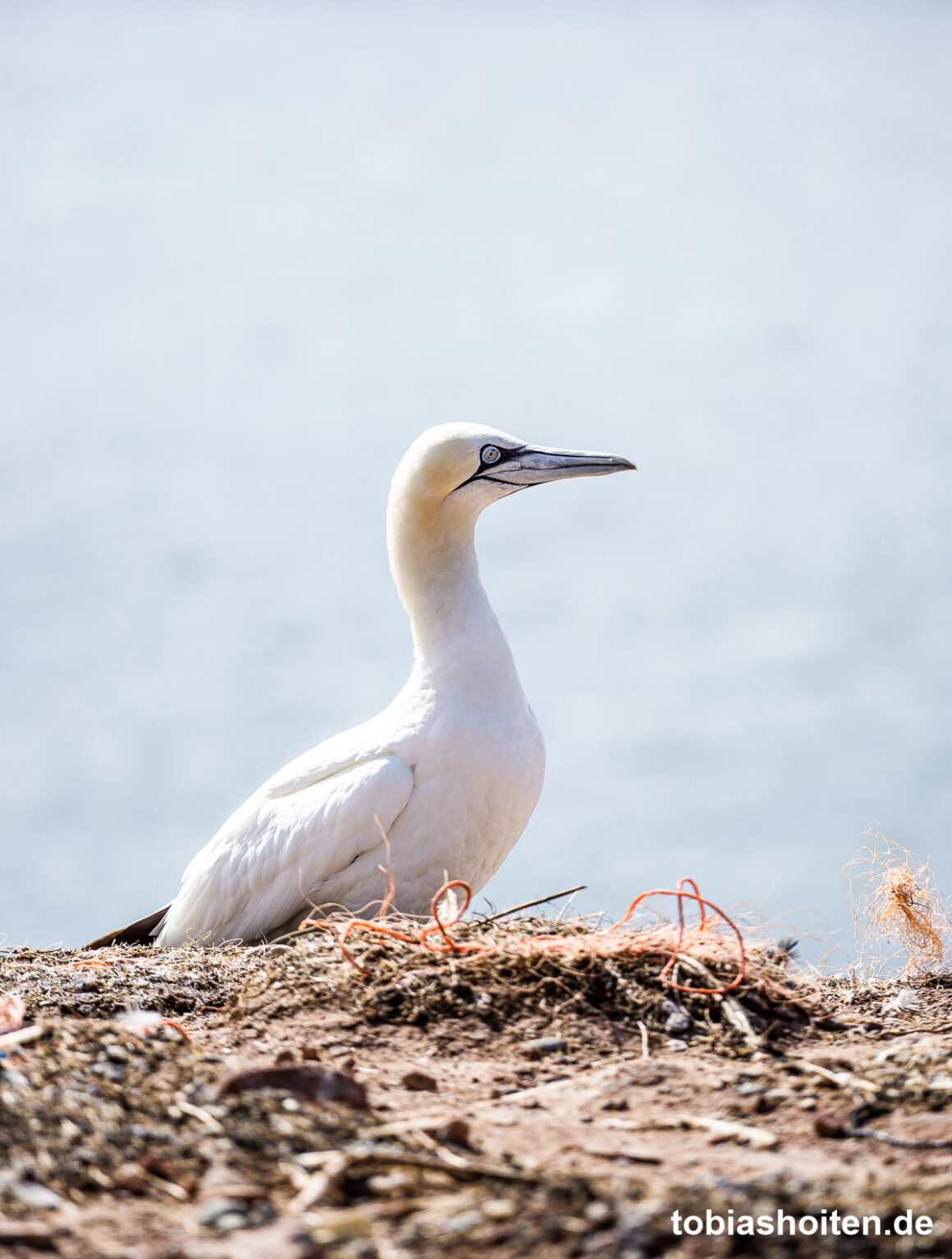 basstoelpel-auf-helgoland-tobias-hoiten-8