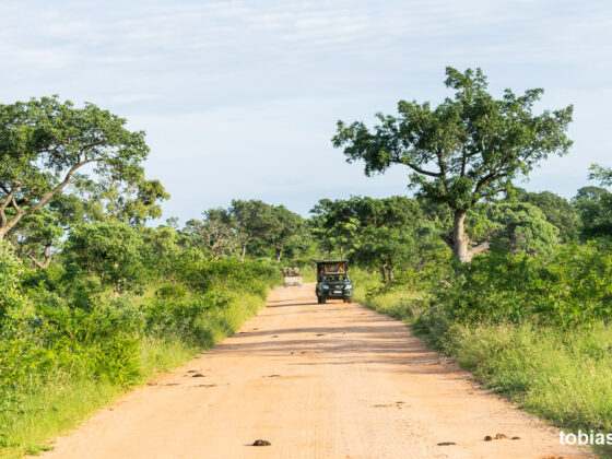 fotografieren-im-kruger-nationalpark-tobias-hoiten-10