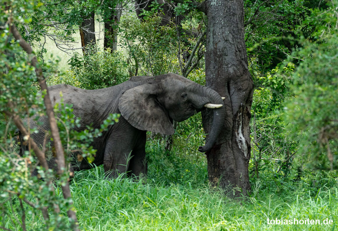 fotografieren-im-kruger-nationalpark-tobias-hoiten-20