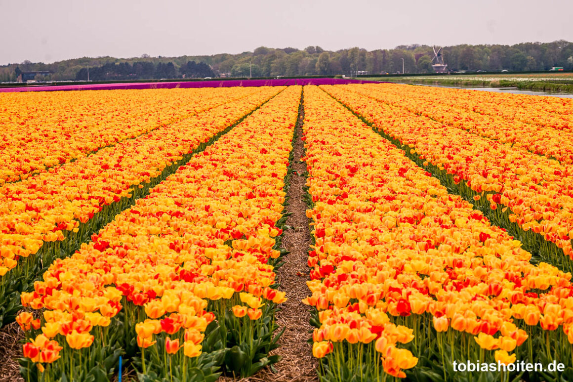 tulpenfelder-bei-amsterdam-ausflugsziele-im-haarlemmermeer-tobias-hoiten-11