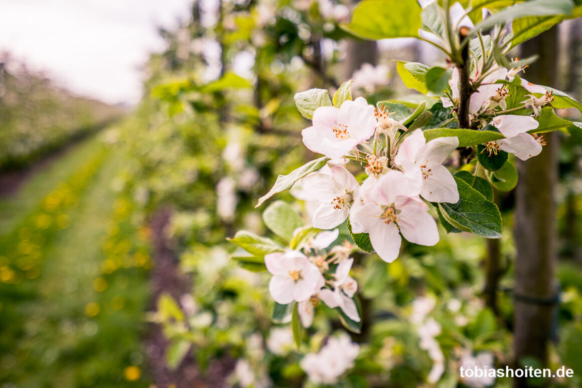 tulpenfelder-bei-amsterdam-ausflugsziele-im-haarlemmermeer-tobias-hoiten-5